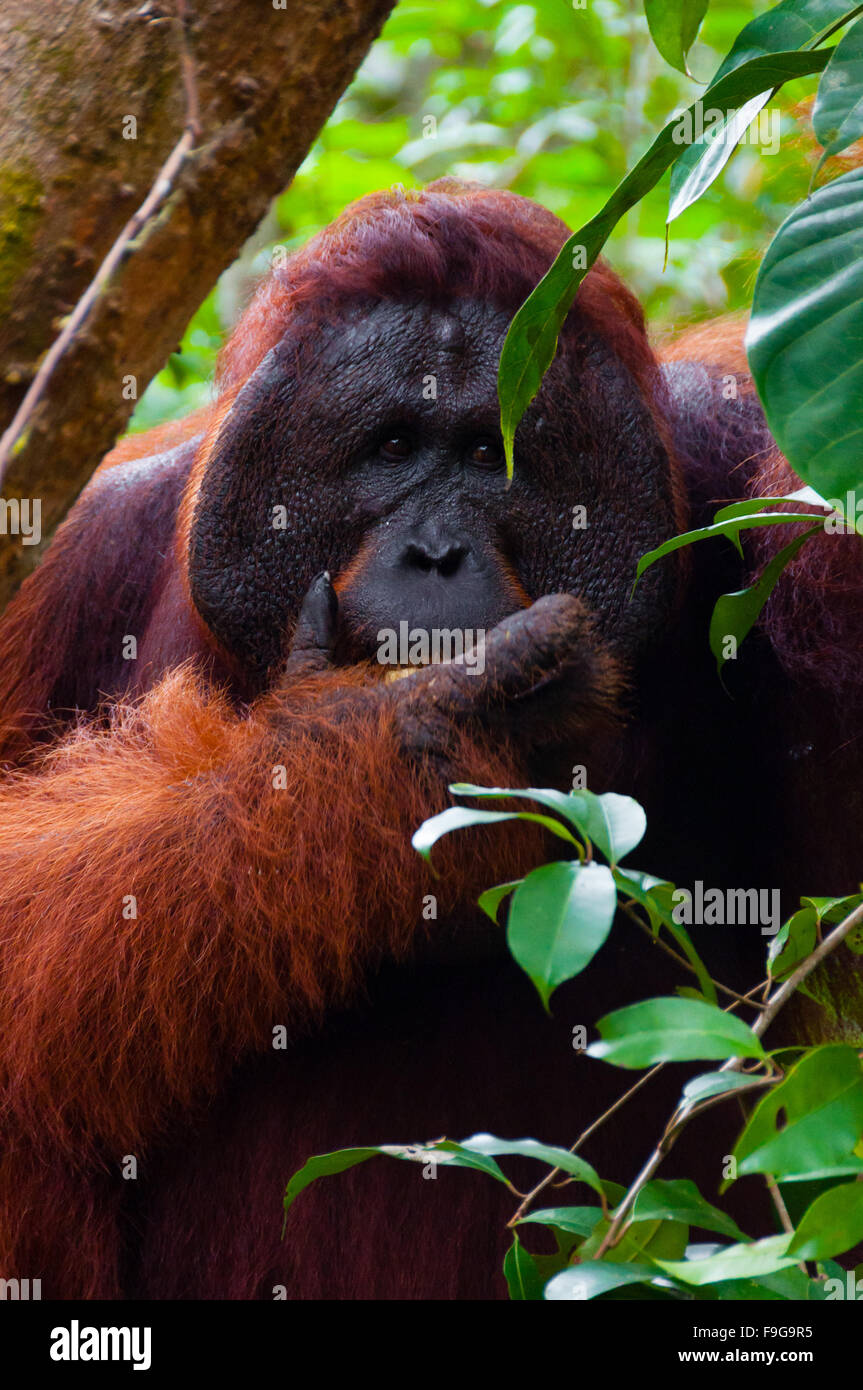 Maschio alfa degli oranghi mangiare anteriore verticale Foto Stock