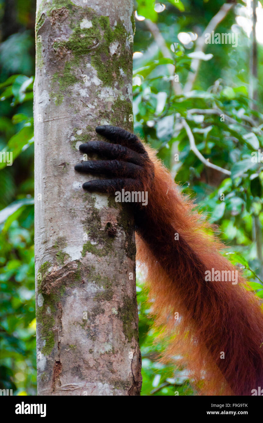 Mano di Orangutan maschio alfa su un albero nella giungla, Borneo Foto Stock Mano di Orangutan maschio alfa su un albero nella giungla, Borneo Foto Stock