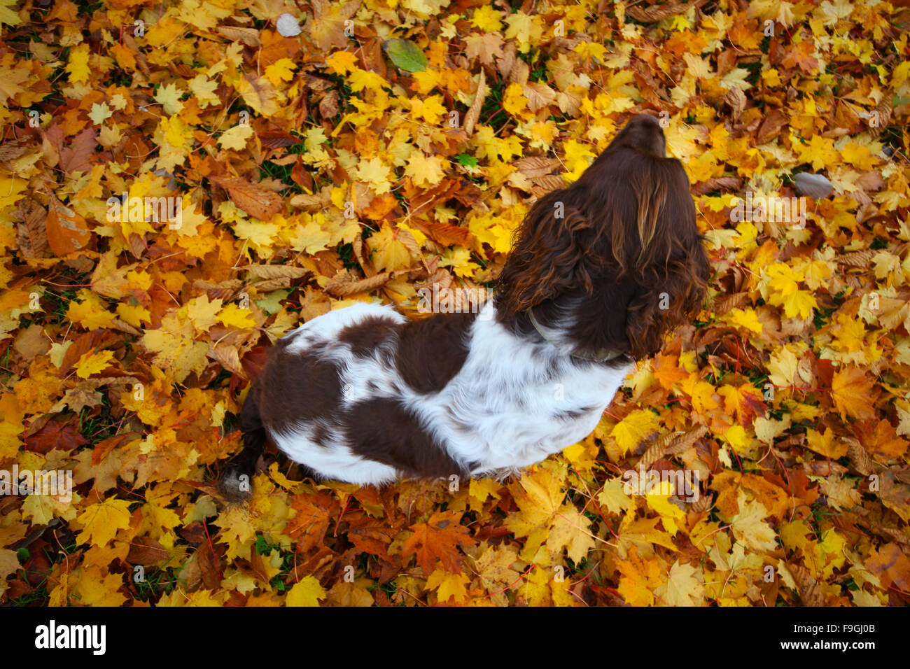 Inglese Springer Spaniel, marrone e fegato, marrone e bianco, canino, Gun Dog, energico, attivo, lavoratore duro, lavoro sul campo, attento desideroso, bello, animale domestico Foto Stock