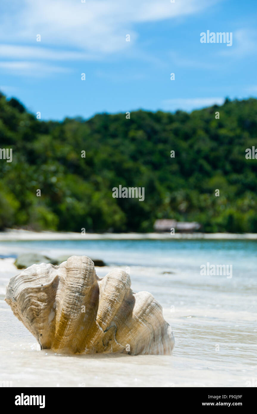 Shell sulla spiaggia di sabbia bianca di fronte oceano blu e verde isola di Raja Ampat Foto Stock Shell sulla spiaggia di sabbia bianca di fronte oceano blu e verde isola di Raja Ampat Foto Stock