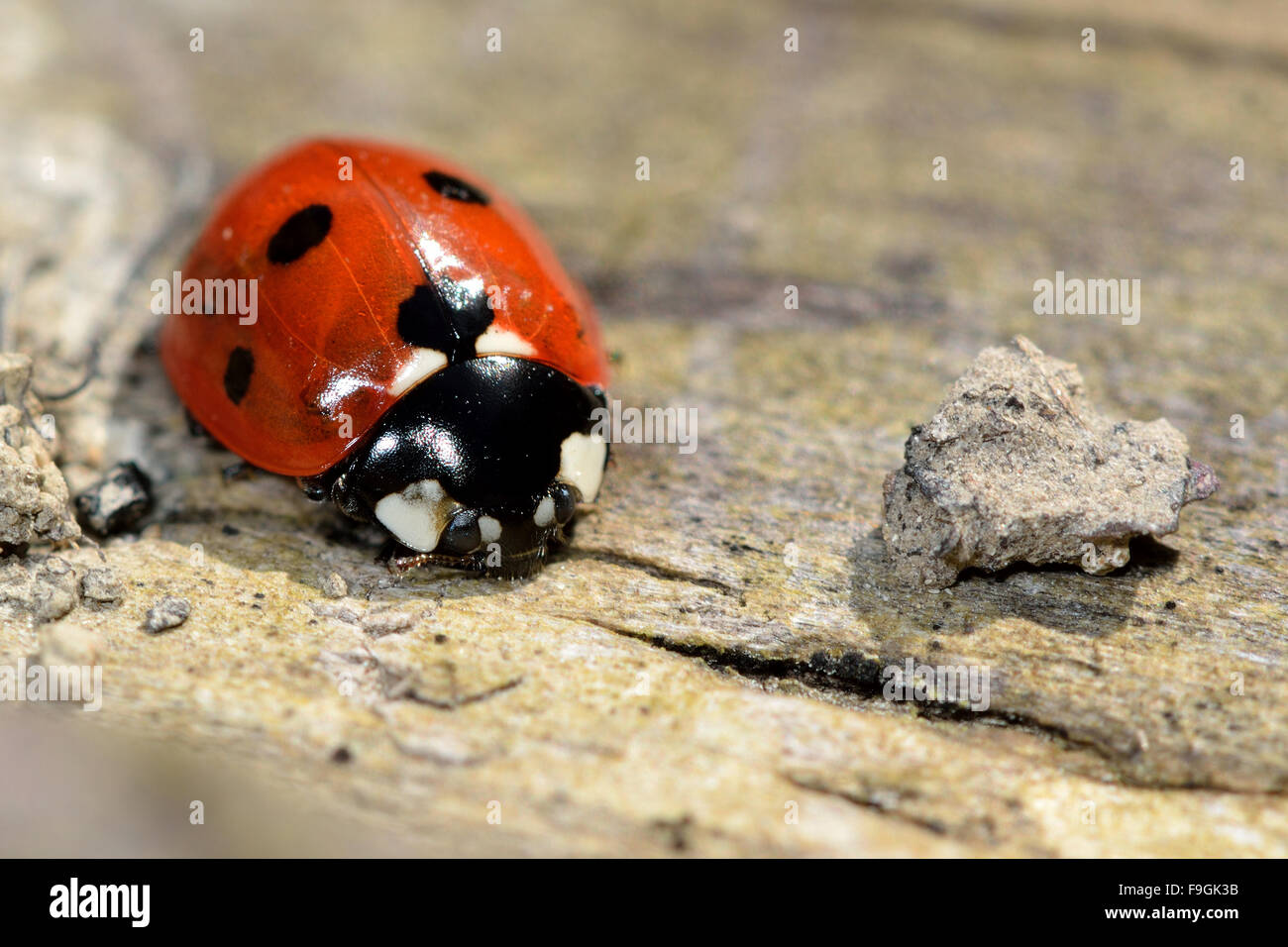 Sette-spot ladybird (Coccinella septempunctata). Una coccinella comune visto da davanti e sopra su legno Foto Stock