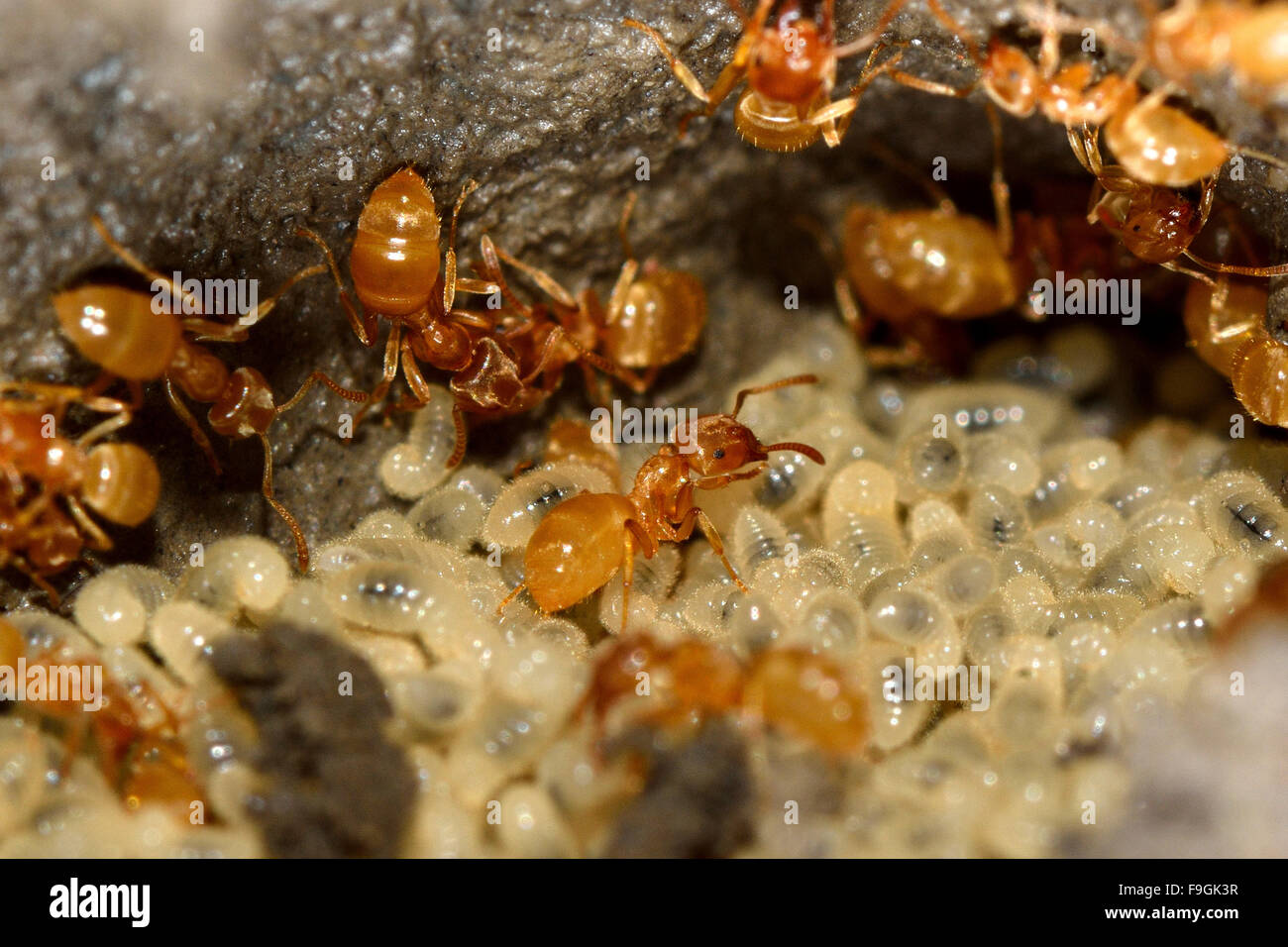 Prato giallo formiche (Lasius flavus) tendendo le larve. I lavoratori si muovono per riposizionare le larve dopo un nido è disturbato Foto Stock
