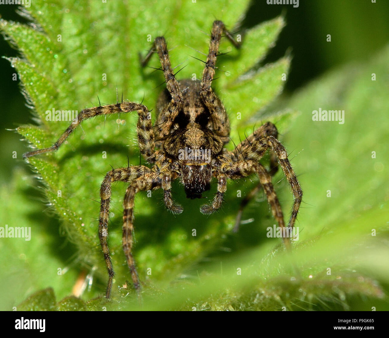Wolf spider (Pardosa sp.). Un lupo ragno in genere Pardose rivolta in avanti, che mostra le setole sulle gambe e occhi multipli Foto Stock