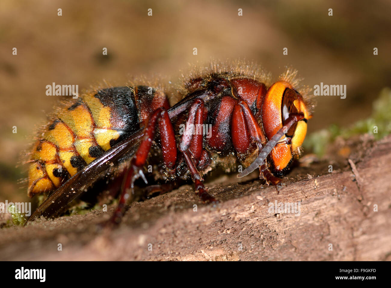 Hornet (Vespa crabro) queen. Una regina hornet disturbati mentre più di svernamento entro un tronco di albero Foto Stock