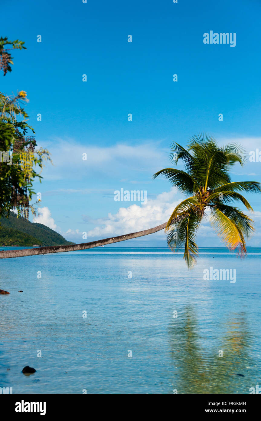 Caduto albero di cocco appeso in orizzontale sopra l'oceano blu in una spiaggia a Raja Ampat Foto Stock