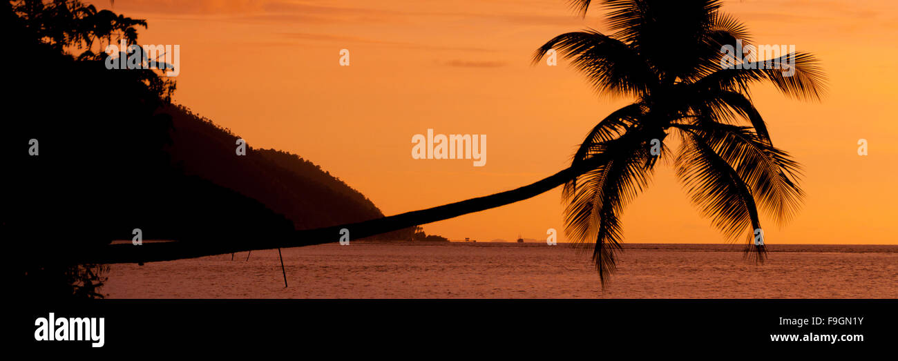 Arancione tramonto Silhouette di un piano orizzontale di Palm tree appesa sopra il mare in spiaggia in Raja Ampat Foto Stock Arancione tramonto Silhouette di un piano orizzontale di Palm tree appesa sopra il mare in spiaggia in Raja Ampat Foto Stock