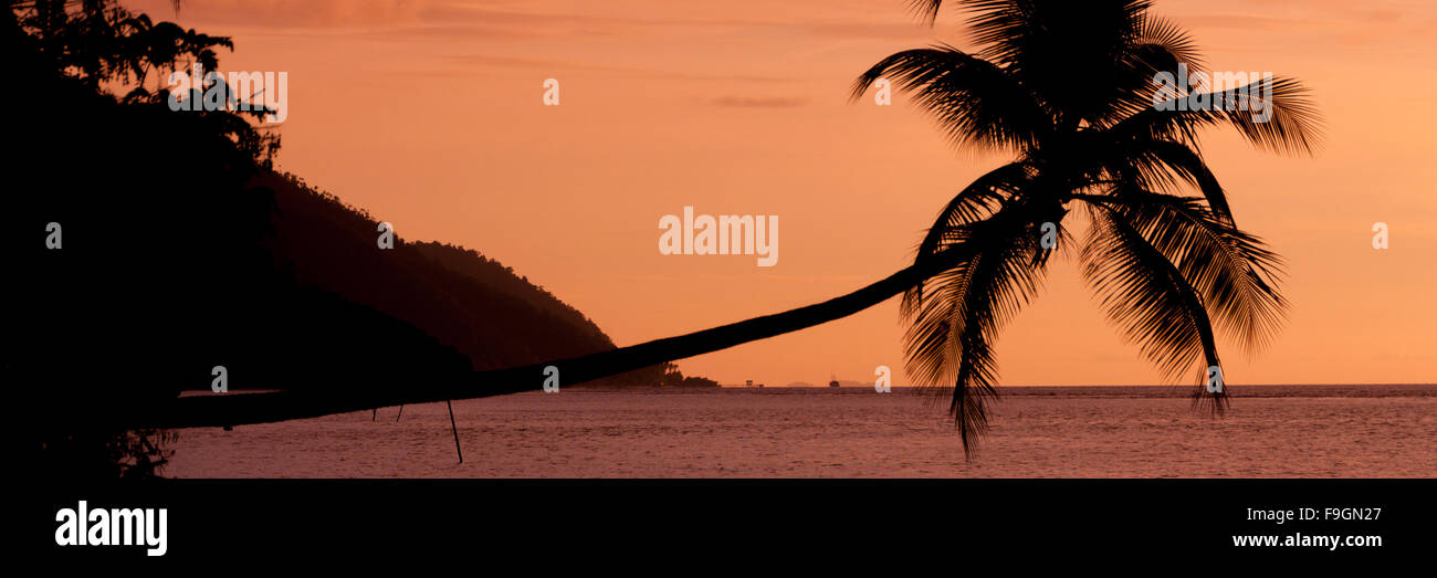 Arancione tramonto Silhouette di un piano orizzontale di Palm tree appesa sopra il mare in spiaggia in Raja Ampat Foto Stock