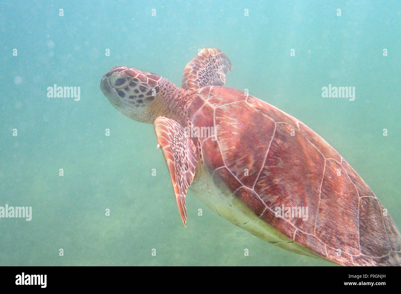 Tartaruga Verde Foto Stock