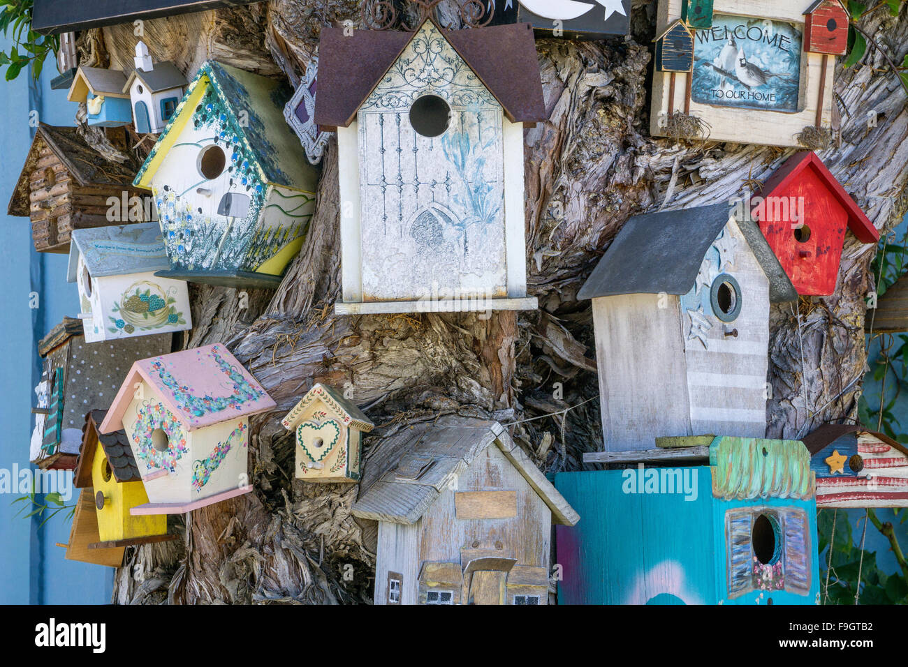 Vari uccelli case a San Diego, California Foto Stock