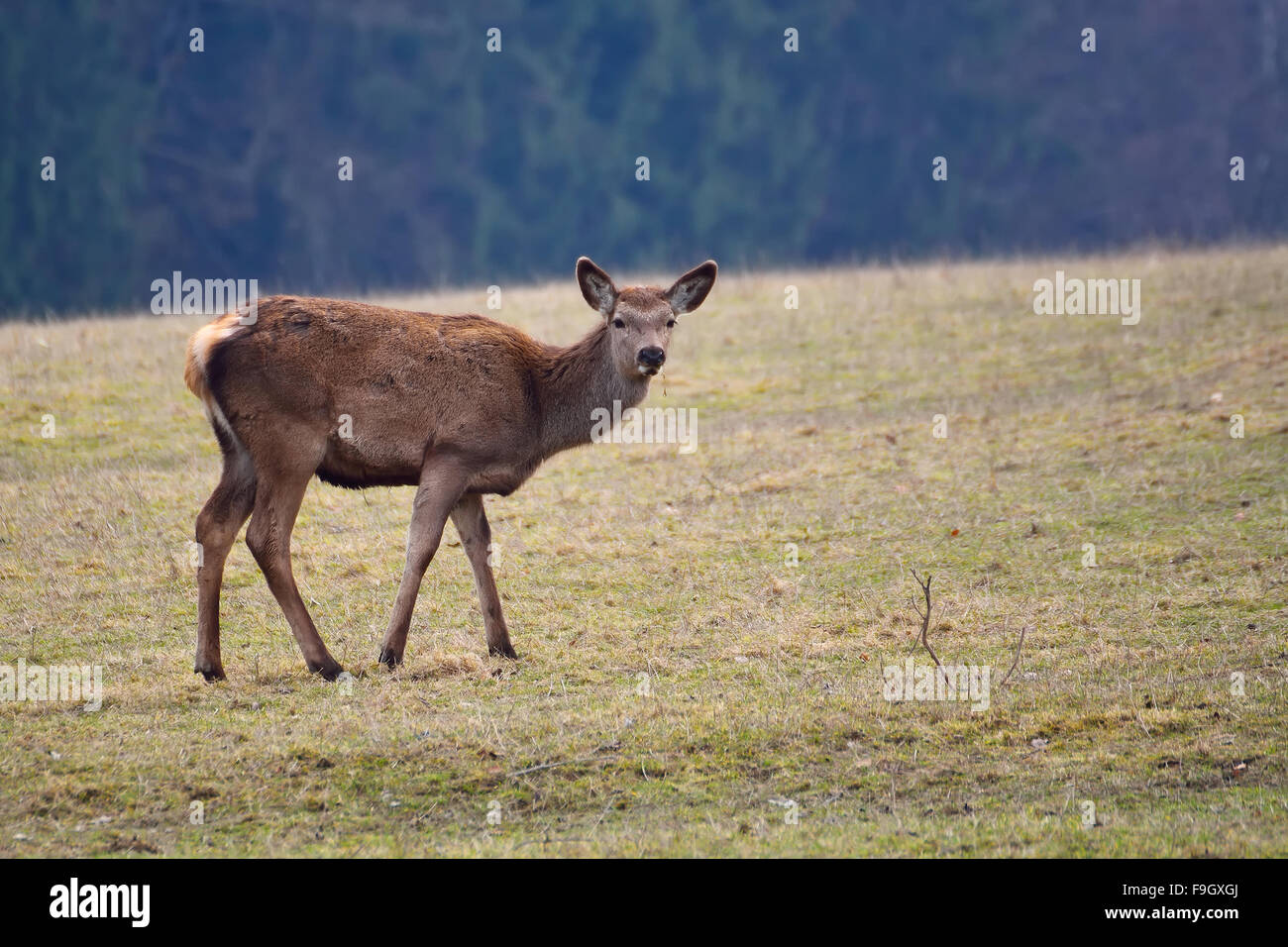 Cervo femmina il pascolo in un prato vicino alla foresta Foto Stock