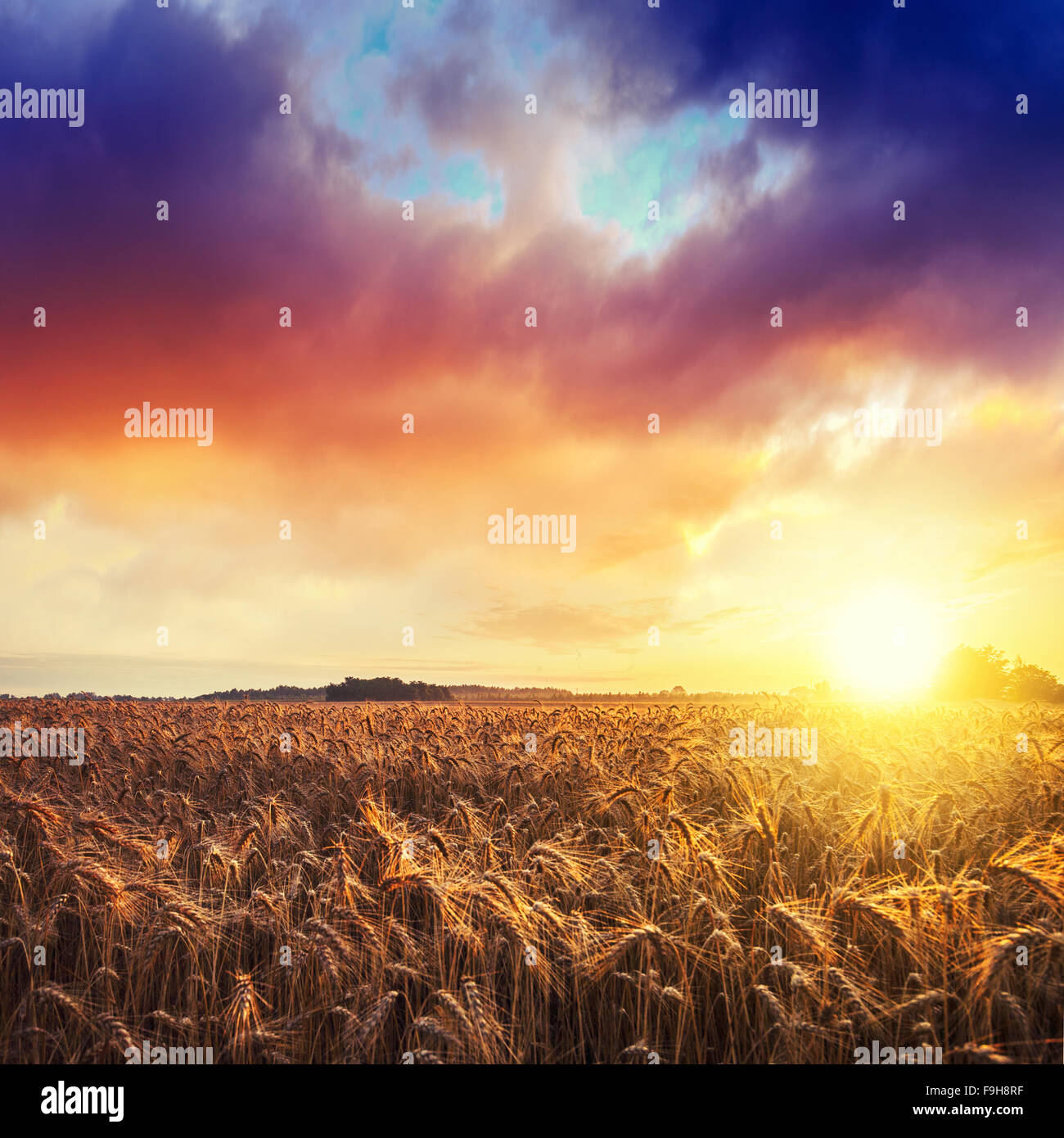 Magic sunrise con campo di grano in estate Ungheria ( razione 3:3 ) Foto Stock