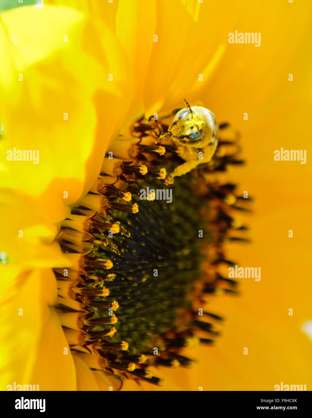 Bee ha la linguetta coperti di polline Foto Stock