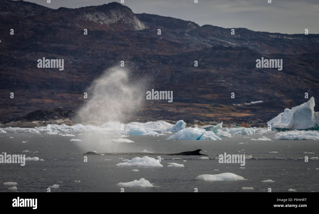 HUMPBACK WHALE ICE al fiordo di Ilulissat Groenlandia Foto Stock