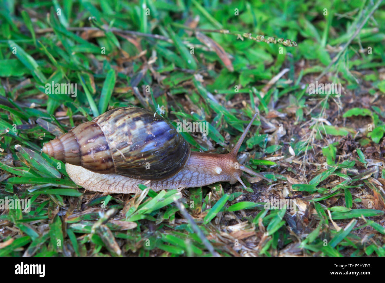 Helix pomatia, nomi comuni la Borgogna lumaca o escargot Foto Stock