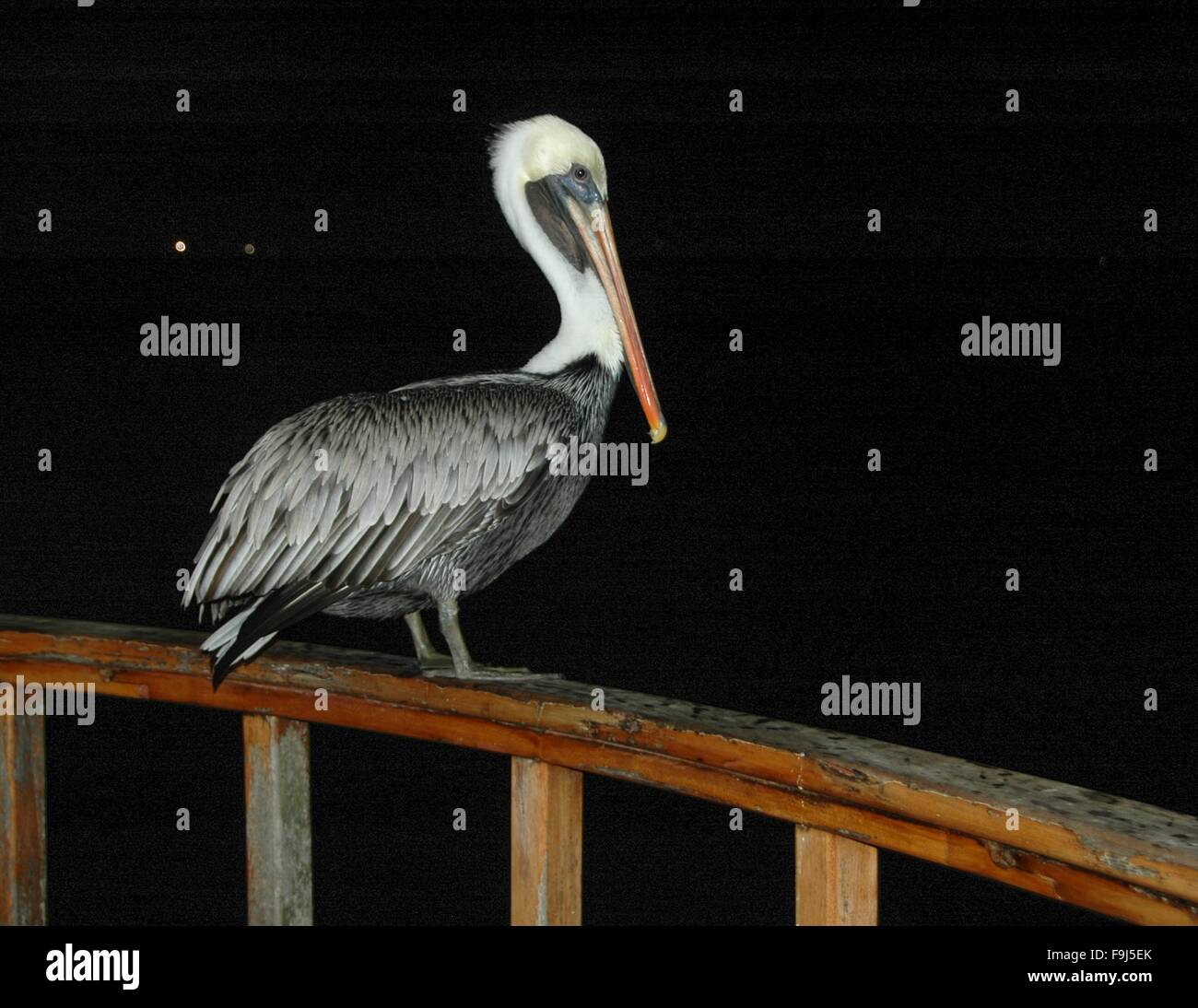 Un pellicano di notte a Puerto Ayora, Galapagos, Ecuador Foto Stock