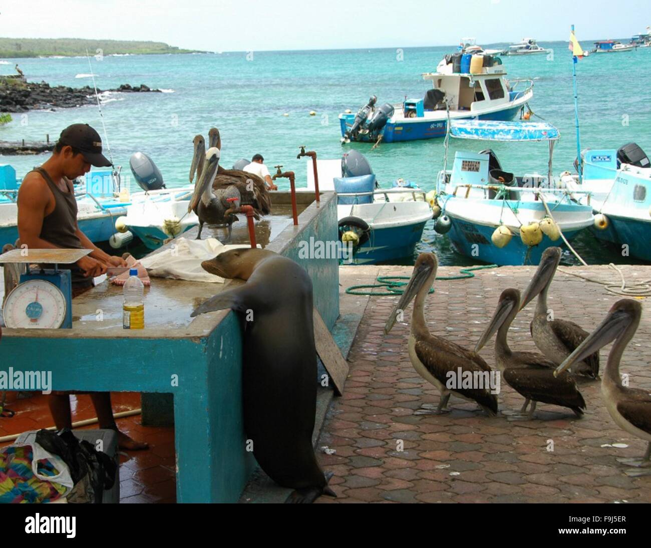 Gruppi di pellicani e la strana leone di mare alla ricerca di scarti in Puerto Ayora, Galapagos, Ecuador. Foto Stock