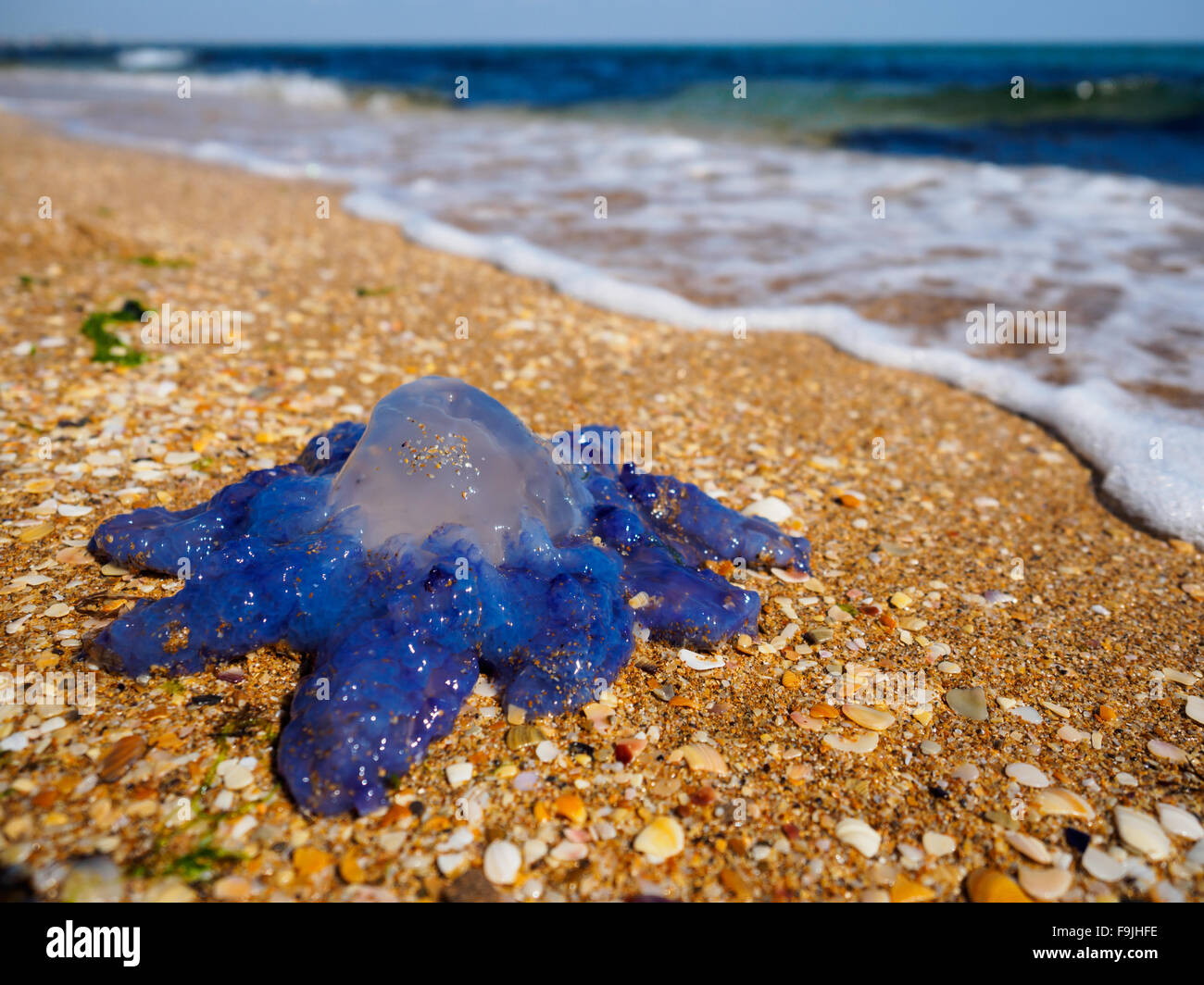 La medusa sulla sabbia gialla e blu sullo sfondo del mare Foto Stock