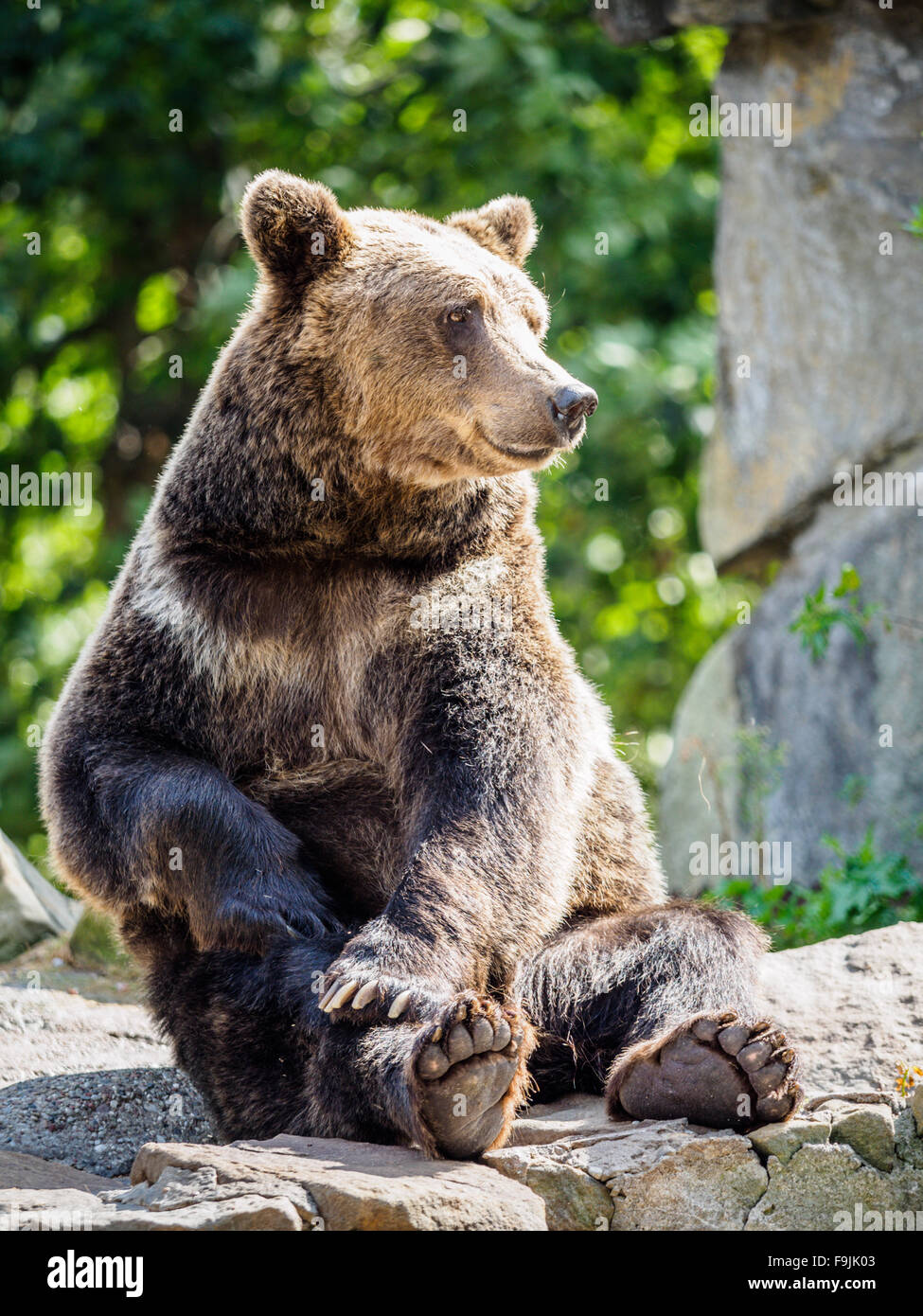 Udienza orso bruno in posa umana Foto Stock