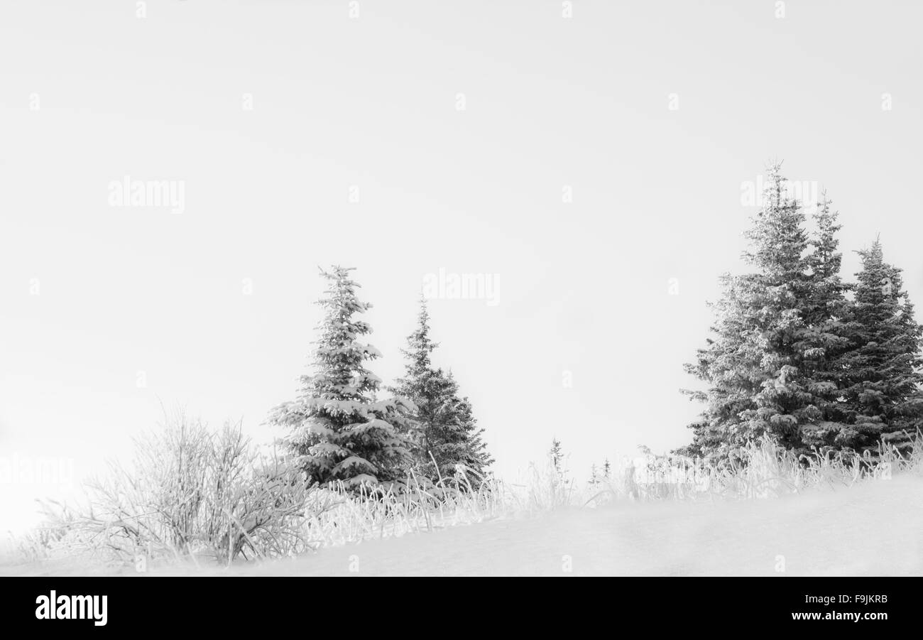 Abete rosso in inverno con neve in una composizione minimalista con copia spazio. Foto Stock