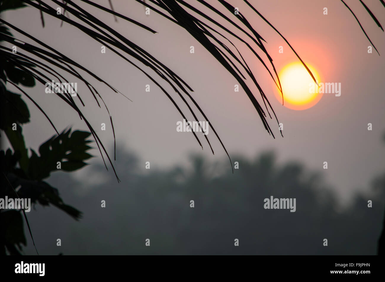 Paesaggio sunrise nella nebbia contro un contorno scuro di palme e foglie, un paesaggio, sunrise, un contorno scuro, foglie Foto Stock