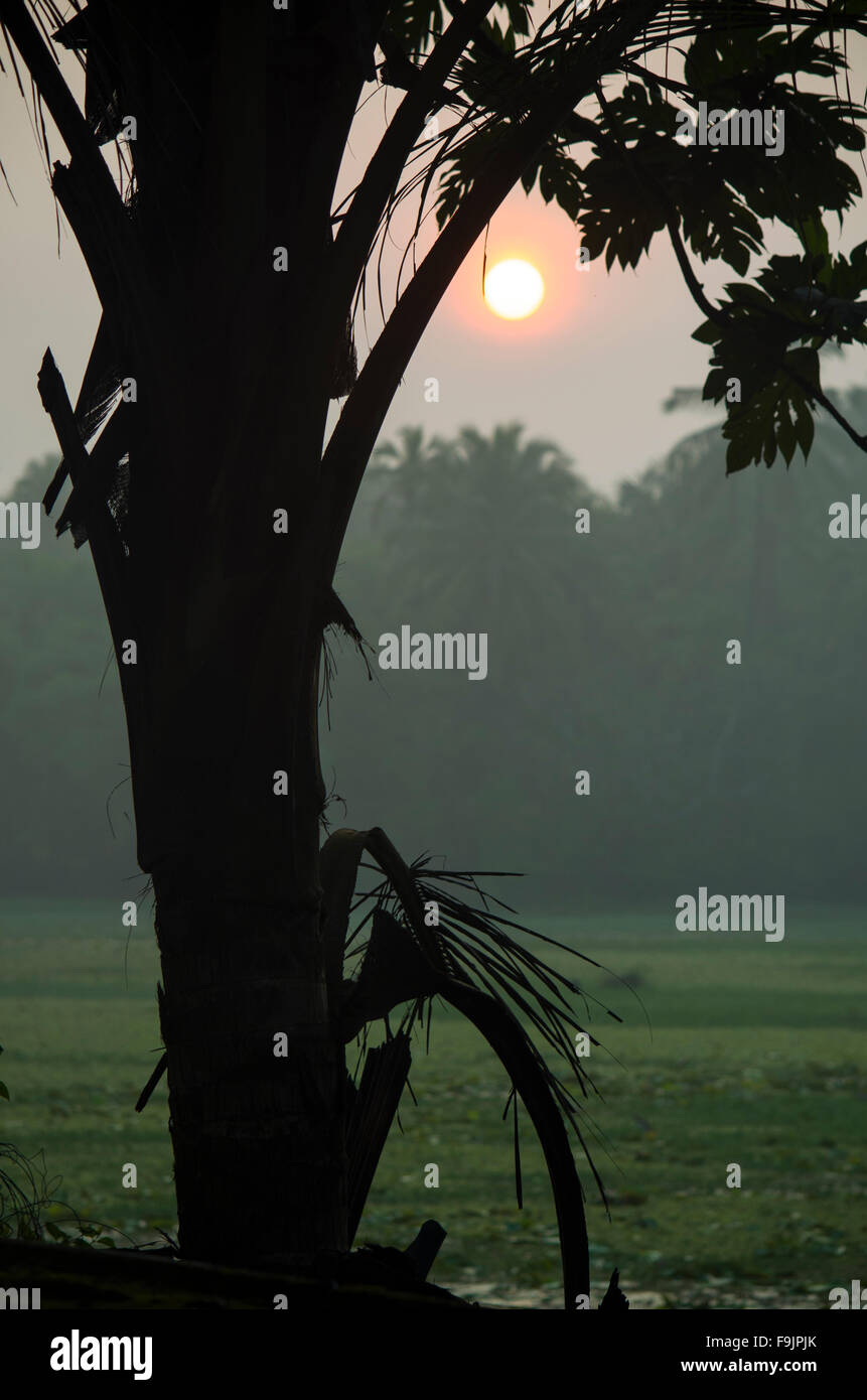 Paesaggio sunrise nella nebbia contro un contorno scuro di palme e foglie, un paesaggio, sunrise, un contorno scuro, foglie, palm tre Foto Stock