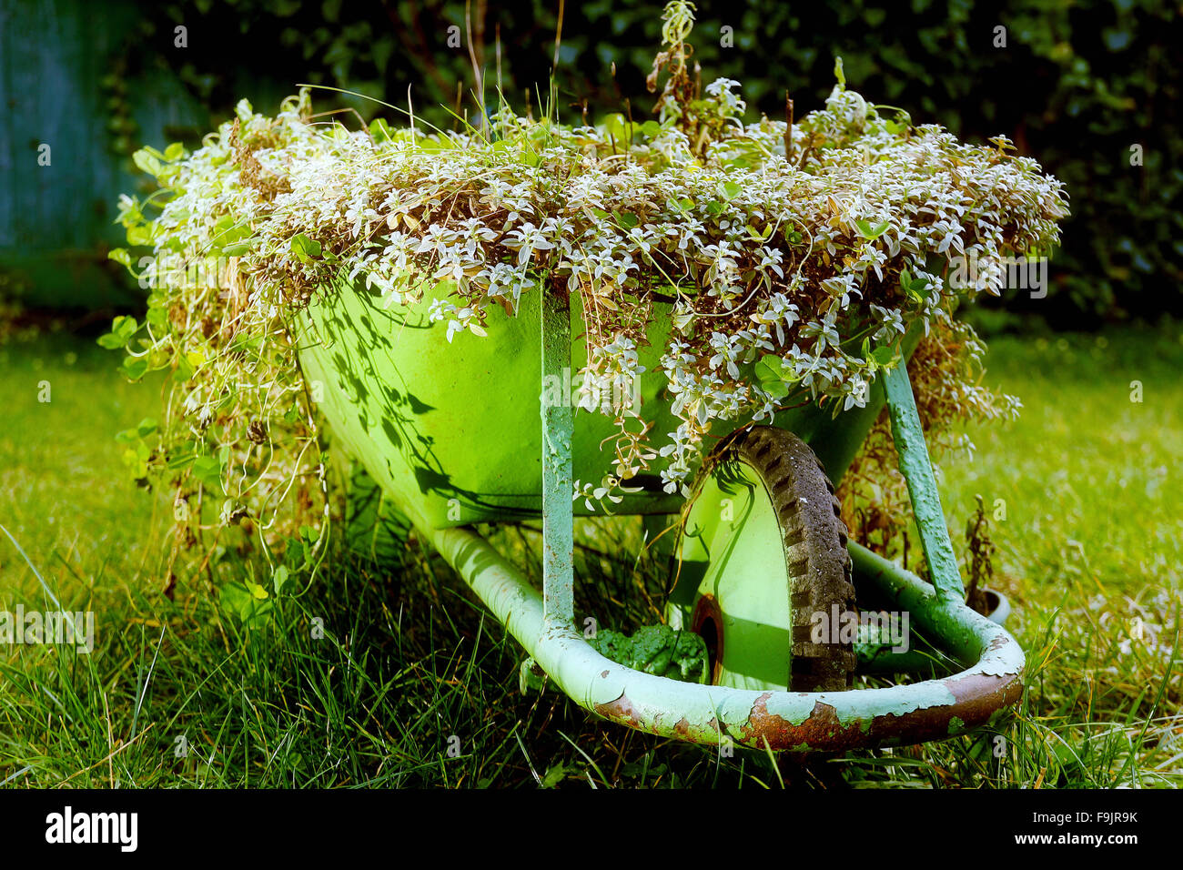 Un rustico verde carriola piena di fiori colorati in un prato di erba, Foto Stock