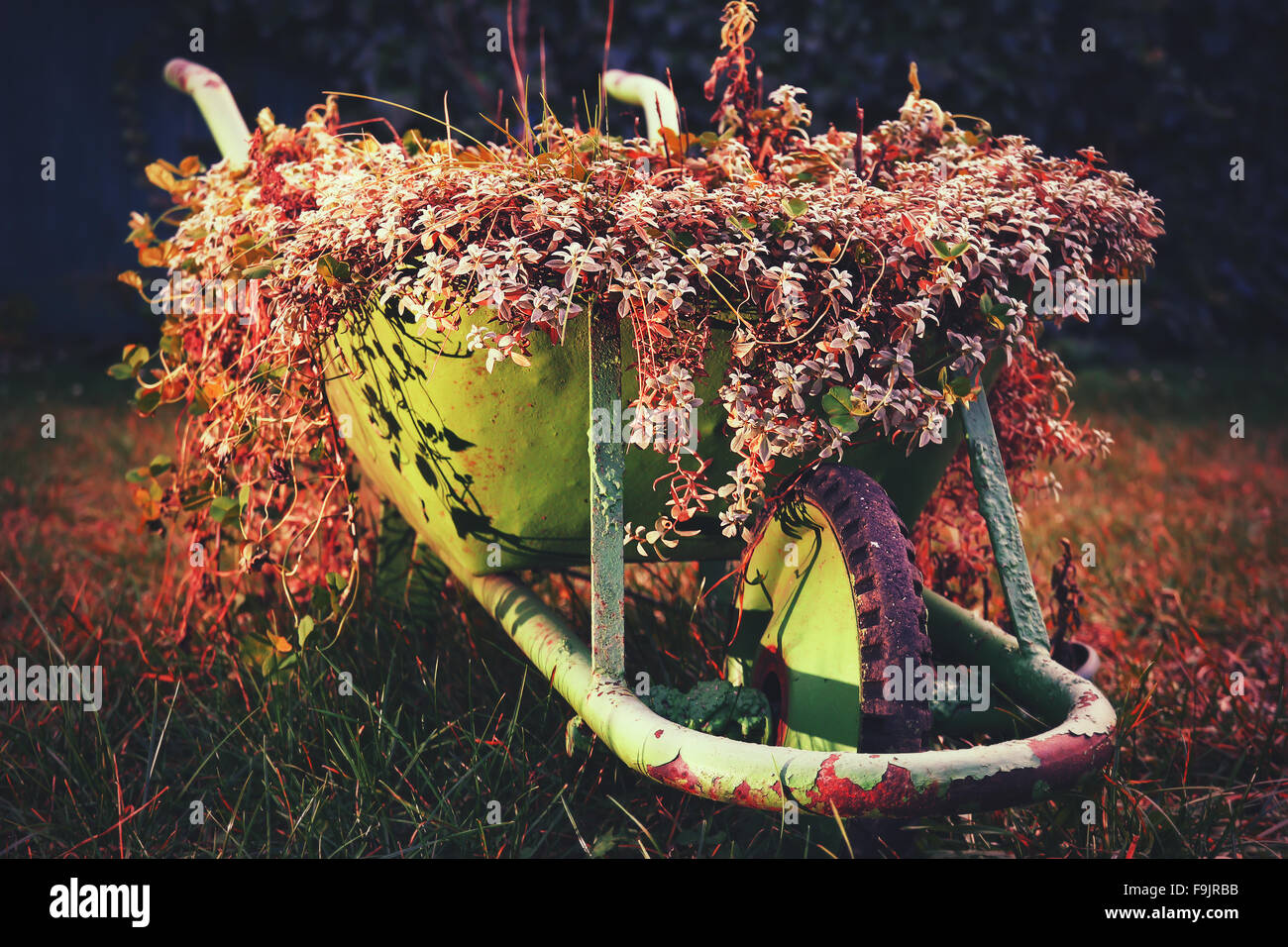 Un rustico verde carriola piena di fiori colorati su un prato, rosso variante. dipingere le sfocature Foto Stock