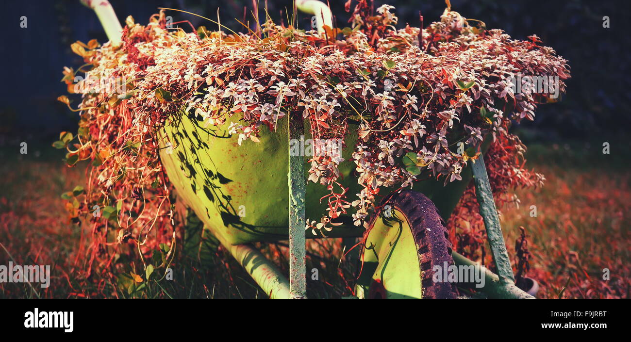 Un rustico verde carriola piena di fiori colorati su un prato, rosso variante. dipingere le sfocature Foto Stock