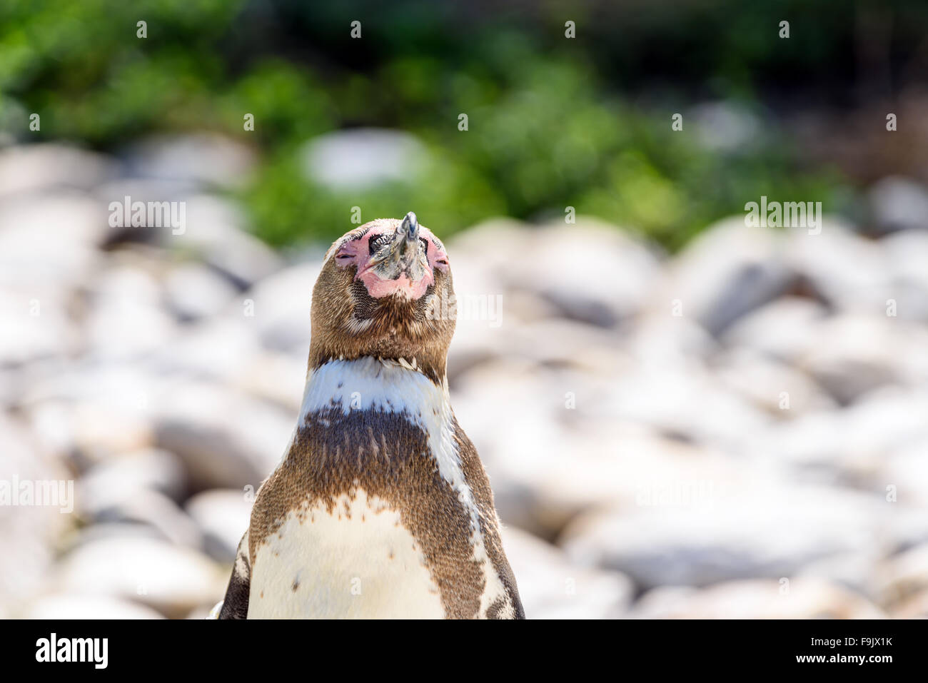 Magellanic Penguin (Spheniscus magellanicus) In Sud America Foto Stock