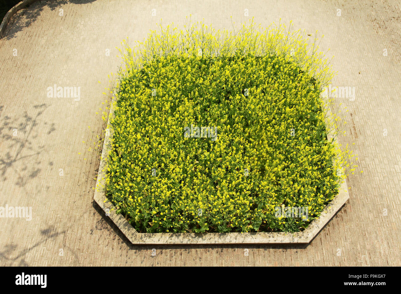 Giallo folwer anteriore del castello antico patrimonio. Luogo storico in LaoCai,Sapa Foto Stock