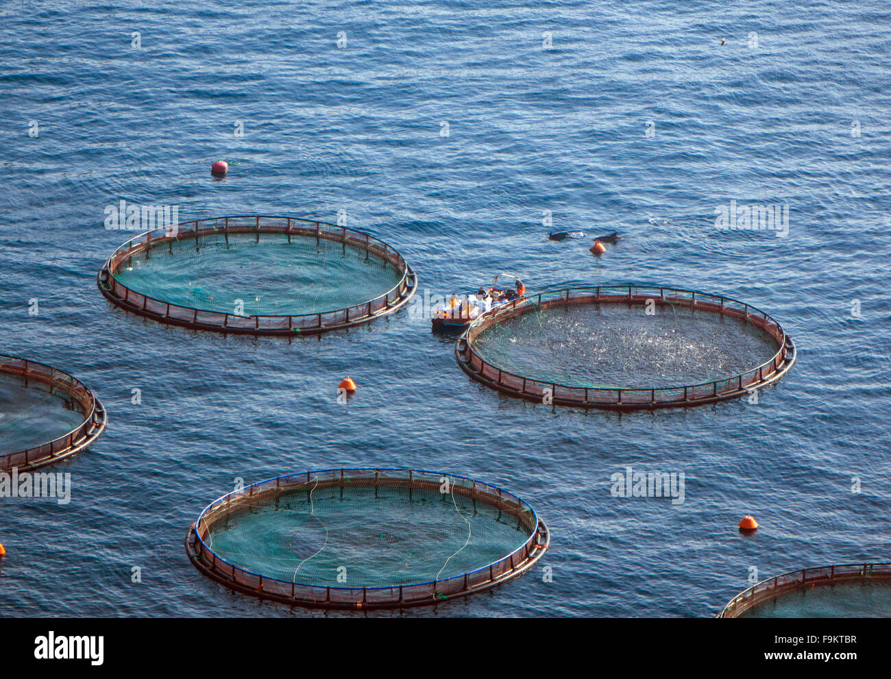 I delfini nella fattoria di pesce con reti circolari off Kalymnos, Grecia Foto Stock