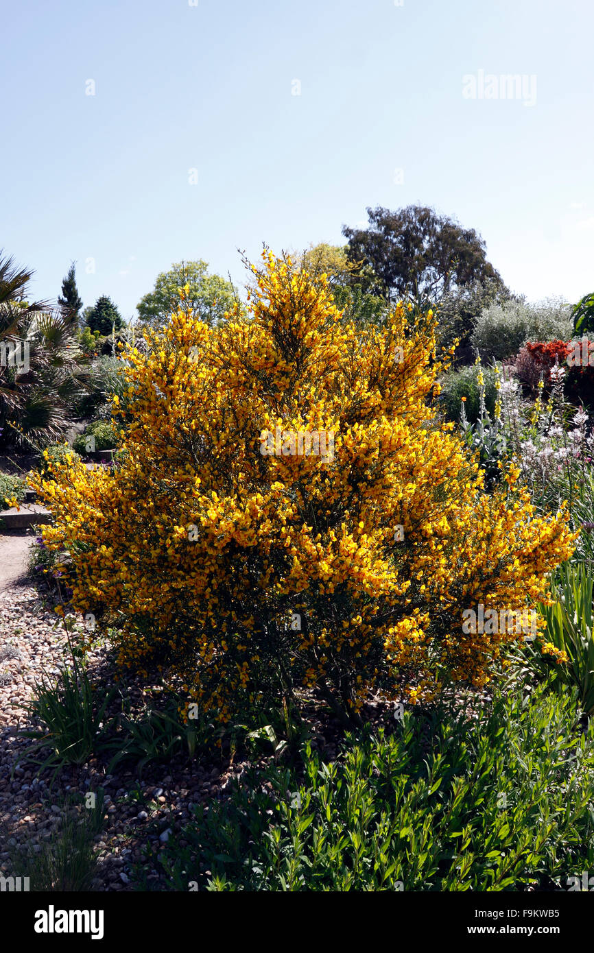 CITISO. SCOPA. RHS HYDE HALL DRY GARDEN Foto Stock