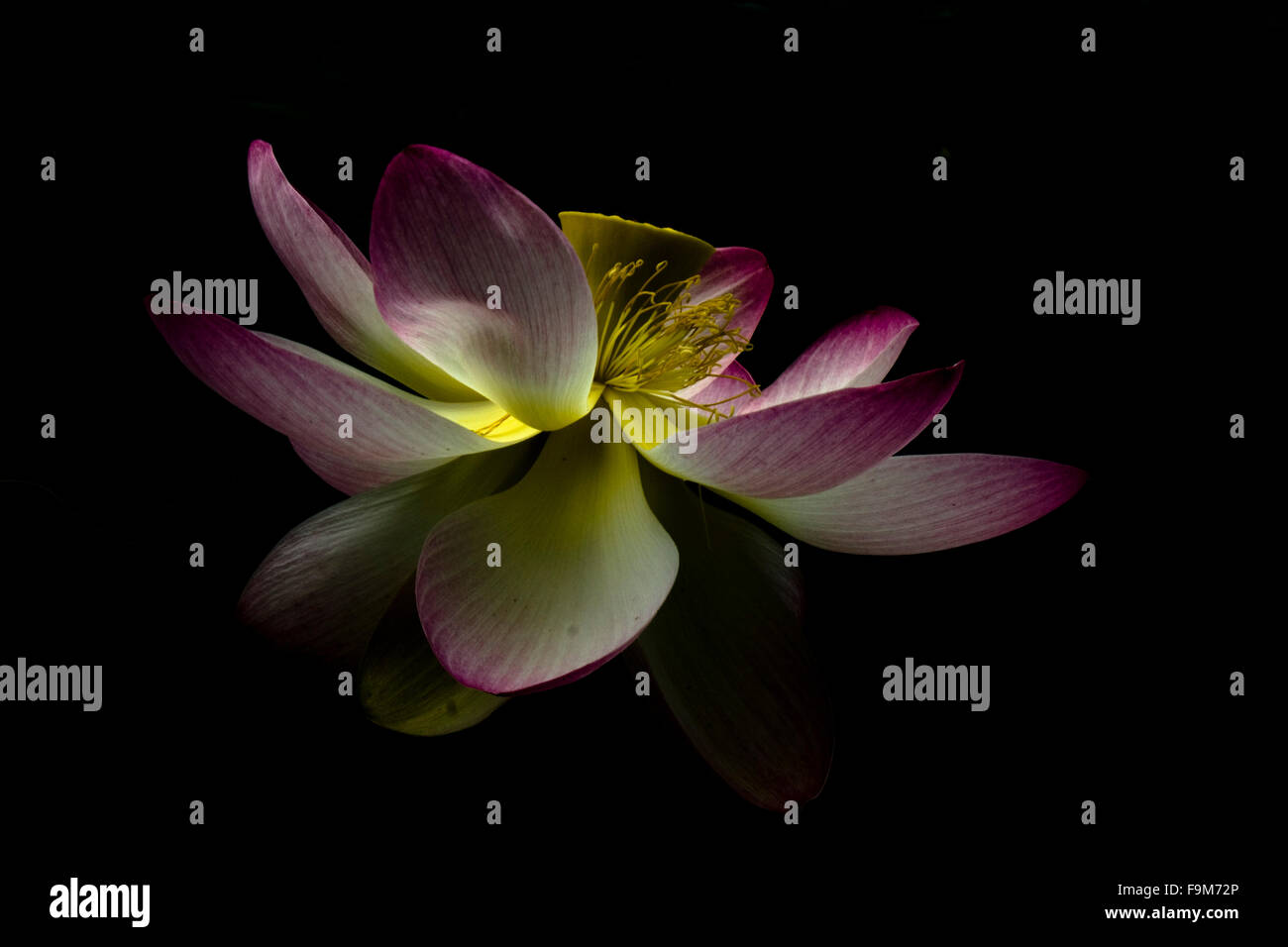 Aprire Lotus Flower su uno sfondo scuro. Foto Stock