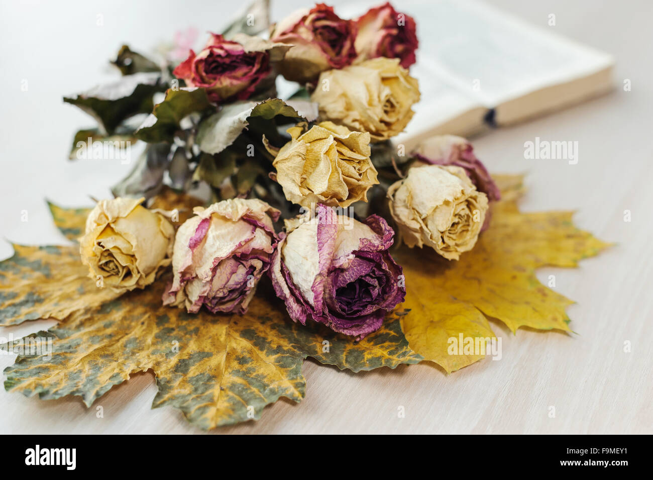 Ancora in vita. essiccato fino rose e prenota Foto Stock