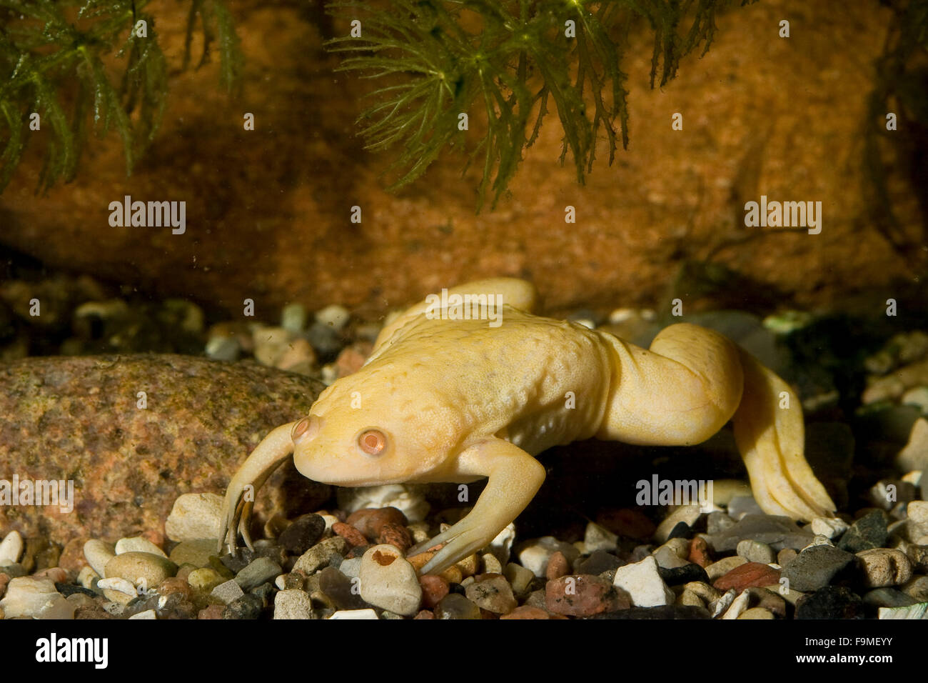 African artigliato rana, Großer Krallenfrosch, Glatter Krallenfrosch, Frosch, Albino, forma albinotische, Albino, Xenopus laevis Foto Stock