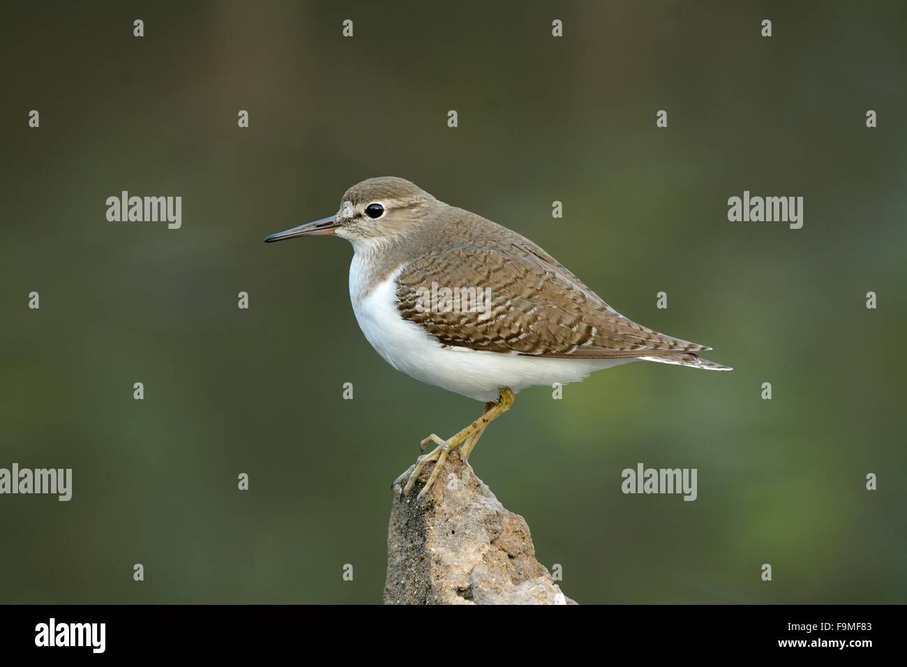 Bella in piedi da sola piro-piro piccolo (Actitis hypoleucos) Foto Stock