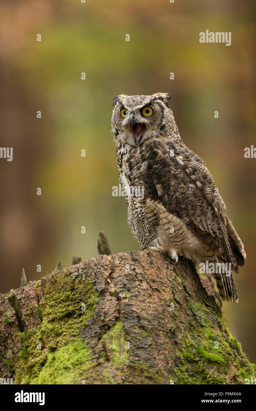 Grande Gufo cornuto / Tiger Owl / Virginia-Uhu ( Bubo virginianus ) si siede su un tronco di albero, urlando fuori a voce alta. Foto Stock