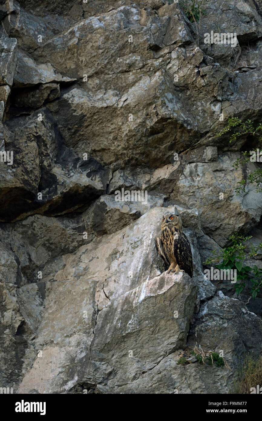 Gufo dell'Aquila del Nord / Europäischer Uhu ( Bubo bubo ) nel suo luogo preferito nel suo habitat tipico, un vecchio quarrynicht übereinstimmenden Sicherheitszer Foto Stock