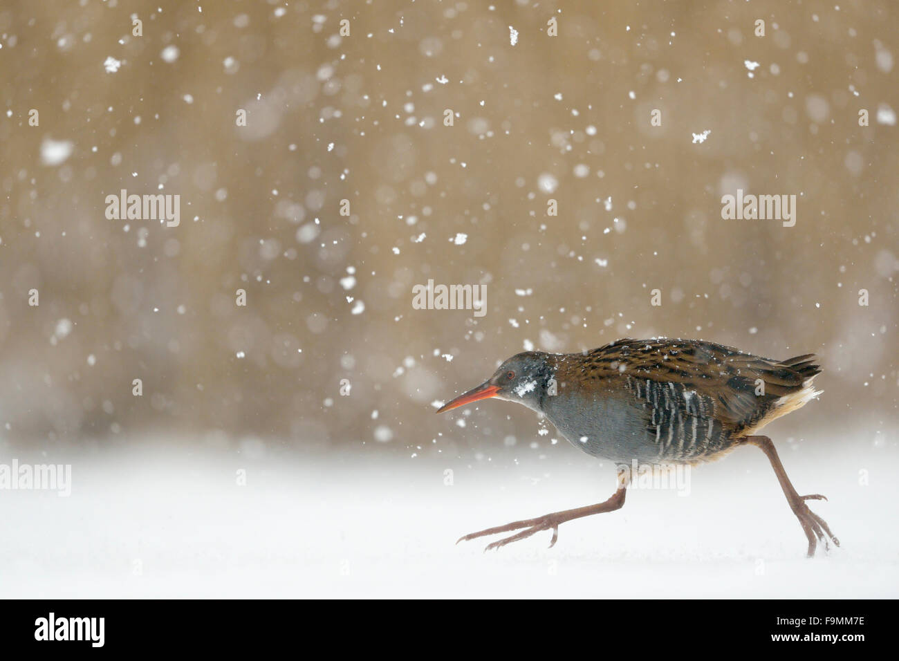 Rampa d'acqua / Wasserralle ( Rallus aquaticus ) hurries oltre congelati coperti attraverso la nevicata. Foto Stock