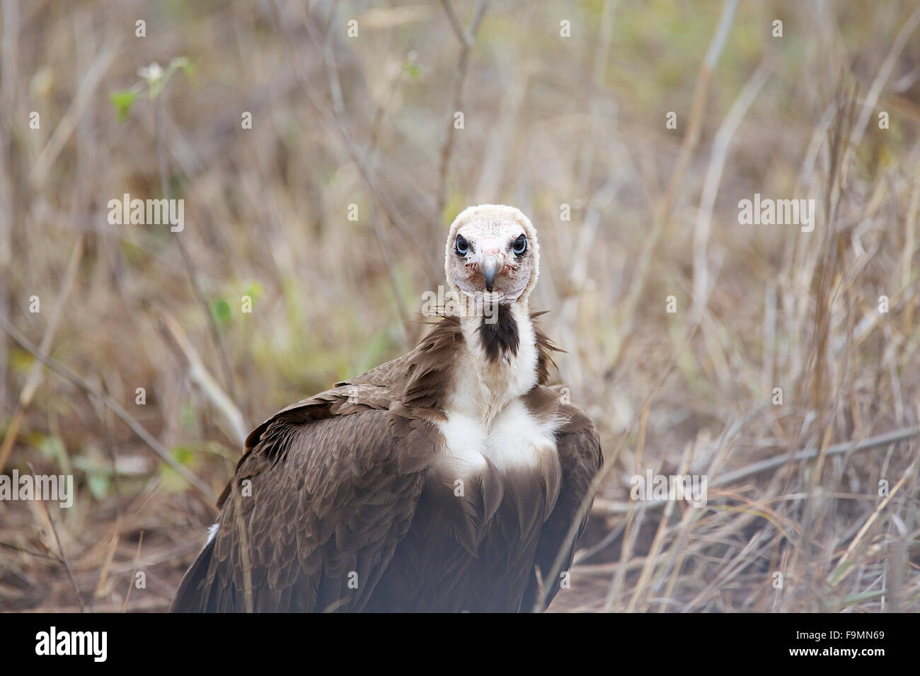 Un bianco avvoltoio con testa a maggiore parco nazionale Kruger in Sud Africa Foto Stock