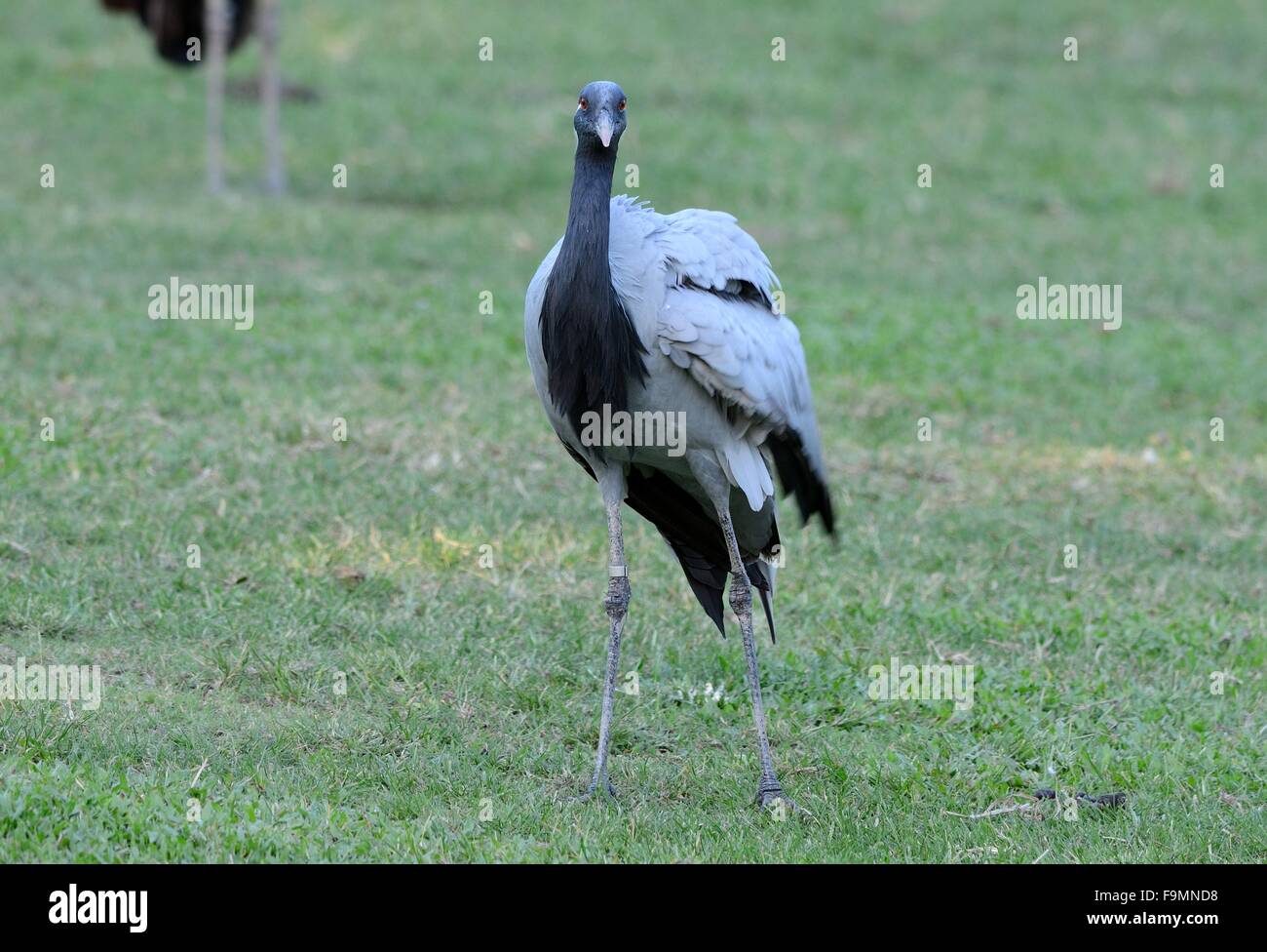 Belle Demoiselle gru (grus virgo) stando a terra Foto Stock