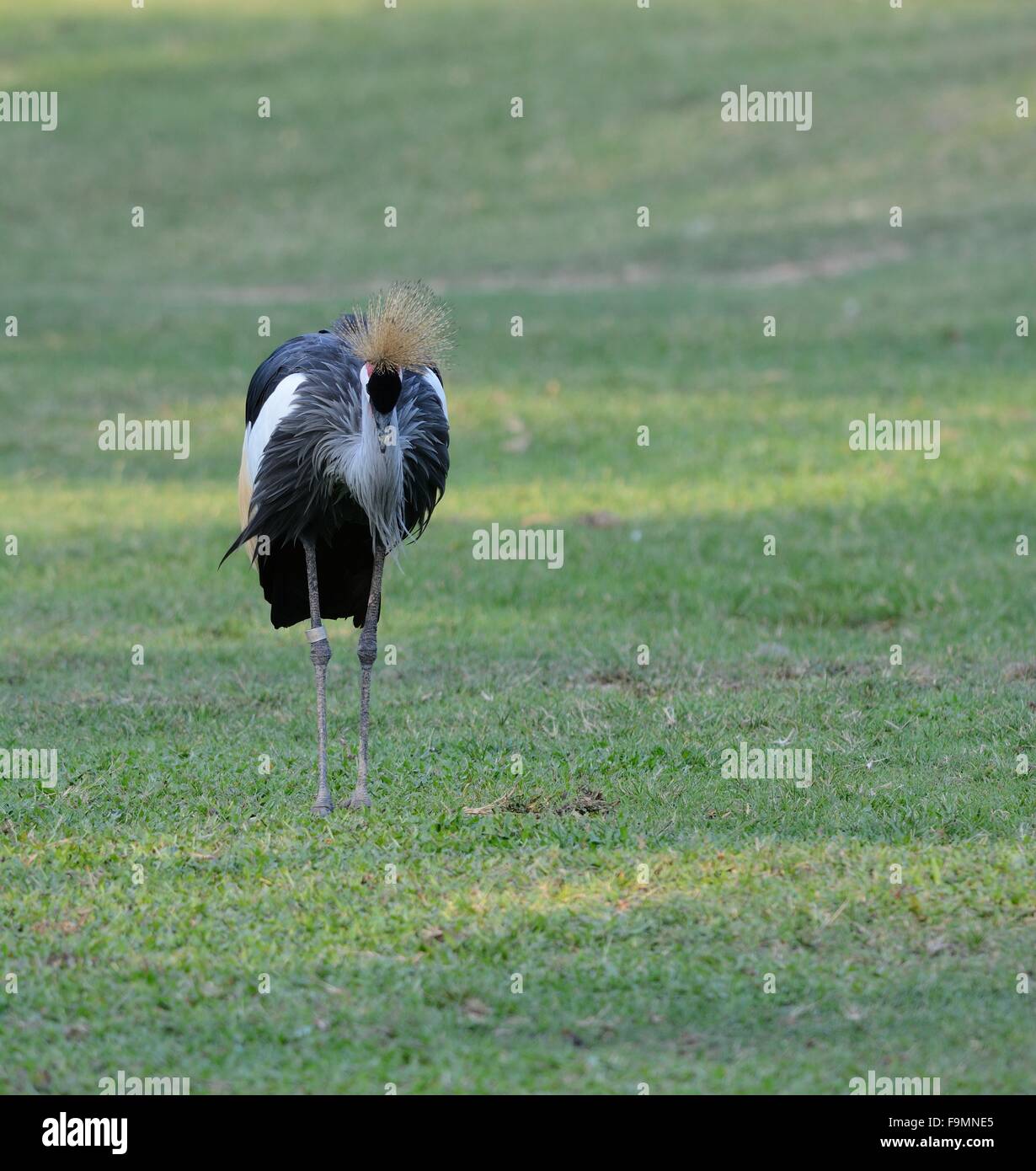 Bella Grey Crowned Crane (Balearica regulorum) stando a terra Foto Stock