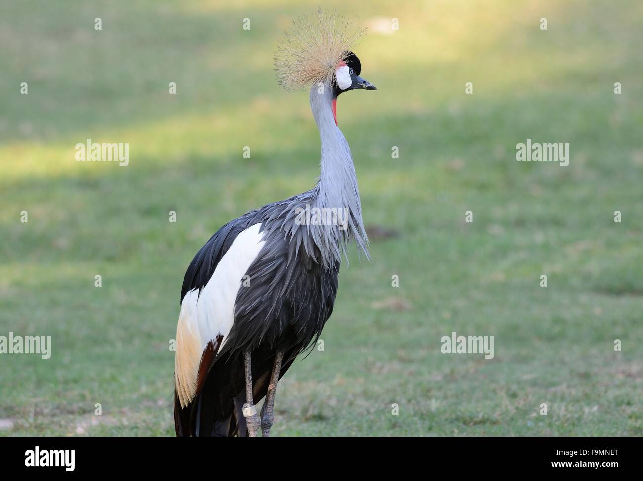 Bella Grey Crowned Crane (Balearica regulorum) stando a terra Foto Stock
