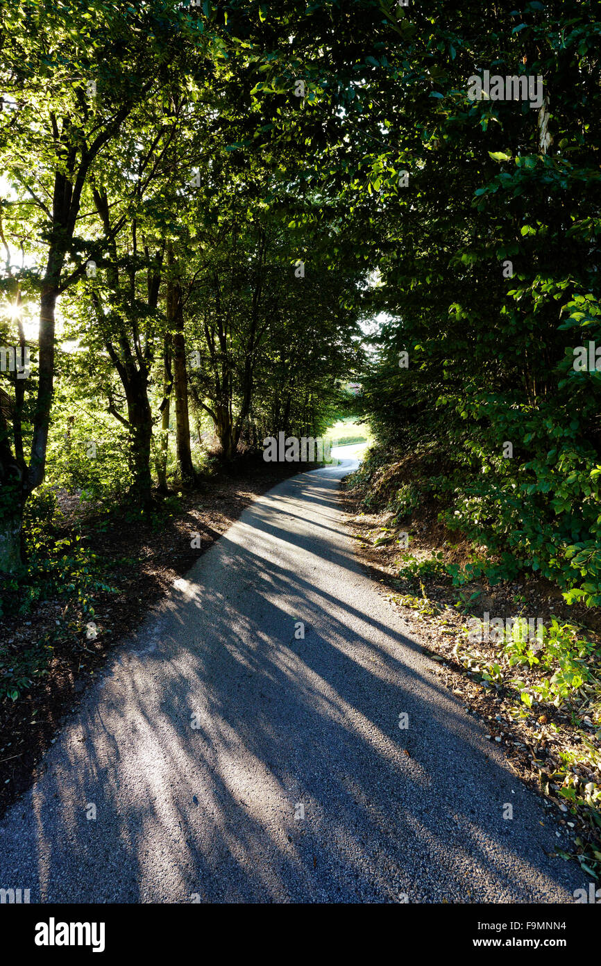 Una stretta strada rurale ombreggiata da alberi frondosi Foto Stock