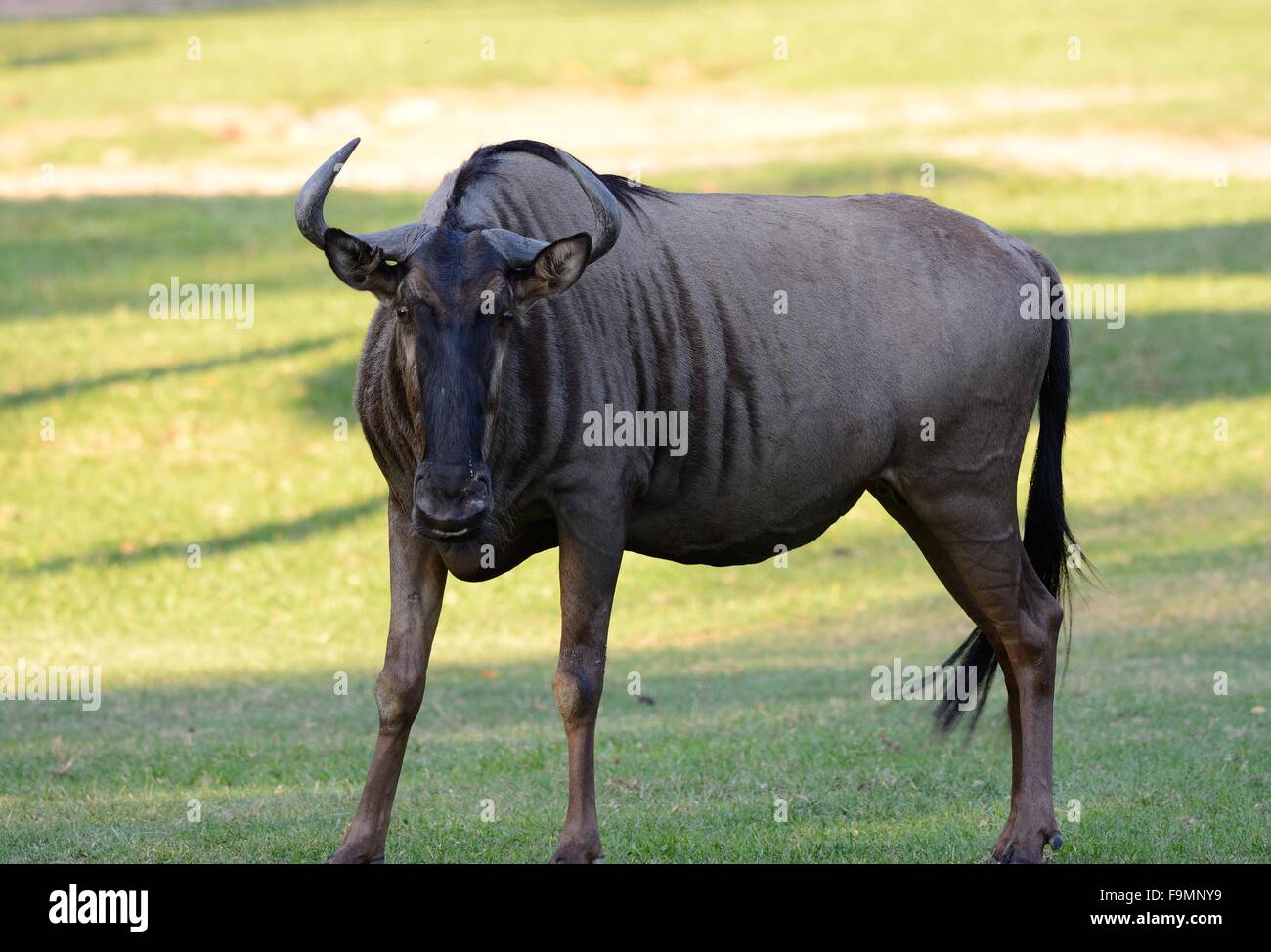 Bella Wilderbeast (Connochaetes gnou) in piedi in zoo tailandese Foto Stock