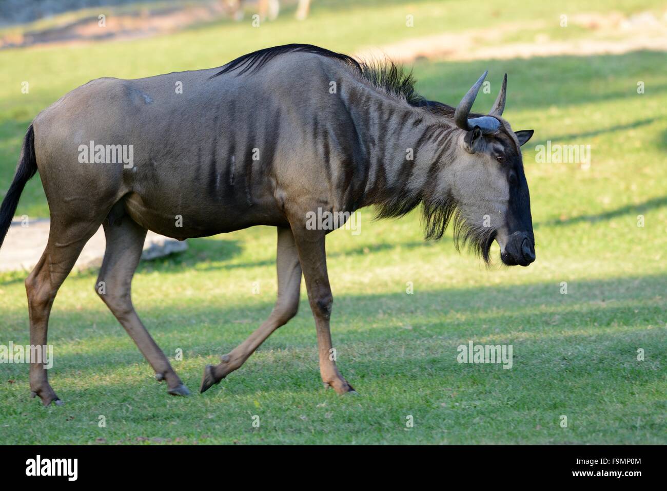 Bella Wilderbeast (Connochaetes gnou) in piedi in zoo tailandese Foto Stock
