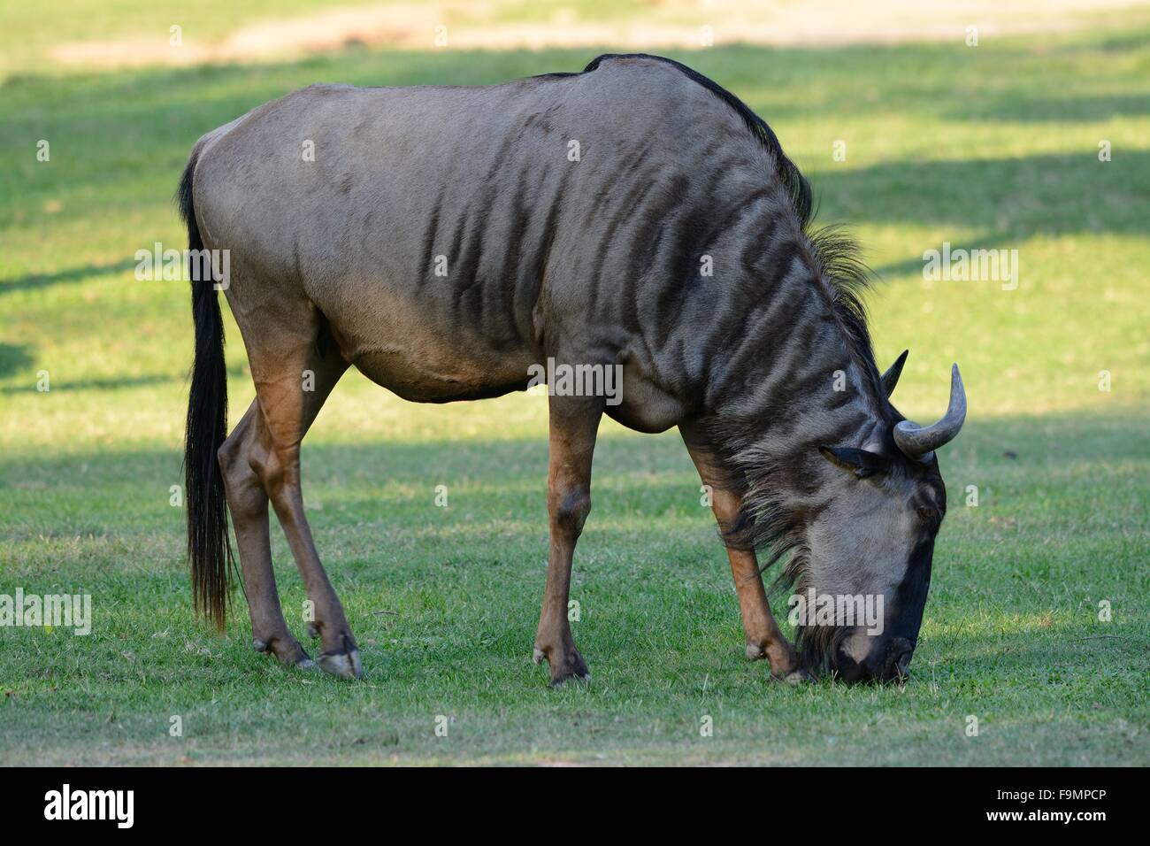 Bella Wilderbeast (Connochaetes gnou) in piedi in zoo tailandese Foto Stock