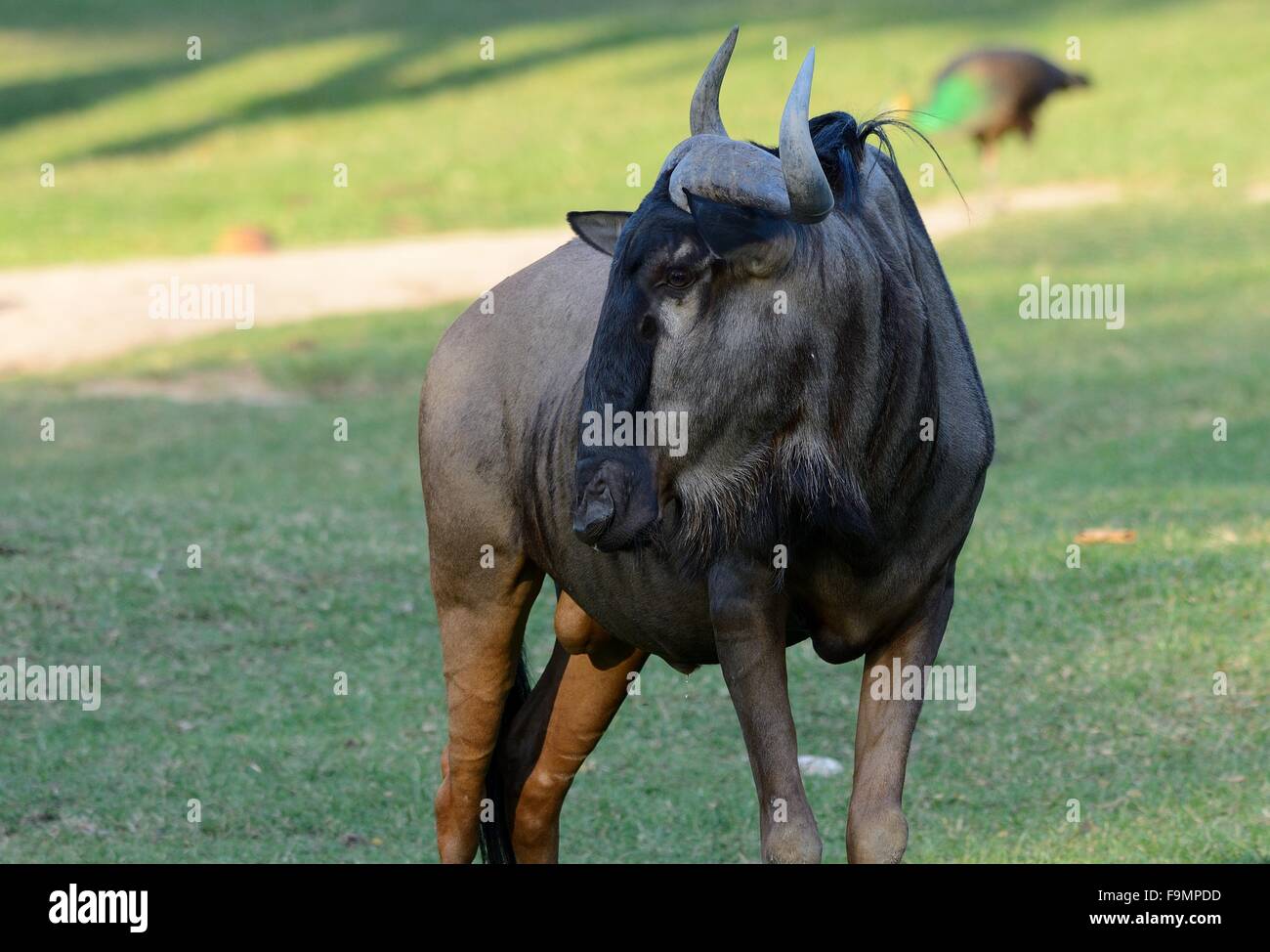 Bella Wilderbeast (Connochaetes gnou) in piedi in zoo tailandese Foto Stock