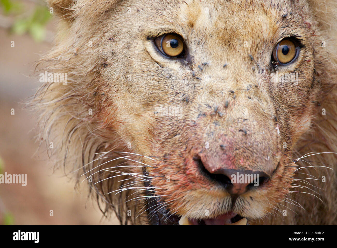 Un primo piano di un giovane leone maschio macchiati di sangue proveniente da una fresca buffalo kill presso il maggiore parco nazionale Kruger in Sud Africa Foto Stock