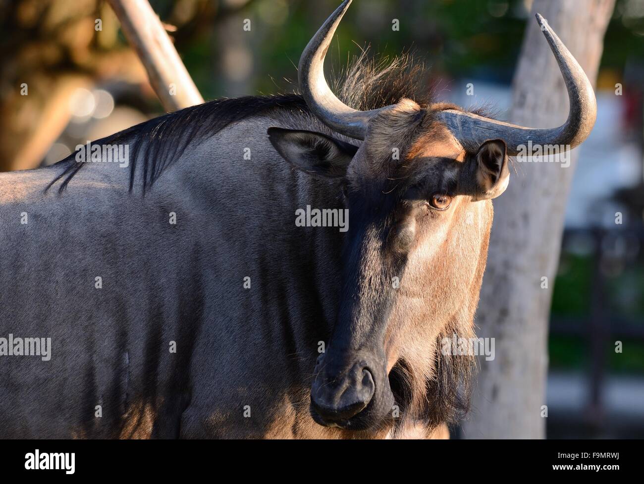 Bella Wilderbeast (Connochaetes gnou) in piedi in zoo tailandese Foto Stock